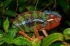 Africa, Madagascar, Andasibe-Mantadia National Park. Panther chameleon on a branch in the forest. Art Print